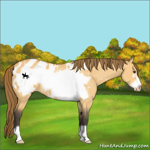 Horse Color:Buckskin Dun Frame Appaloosa 