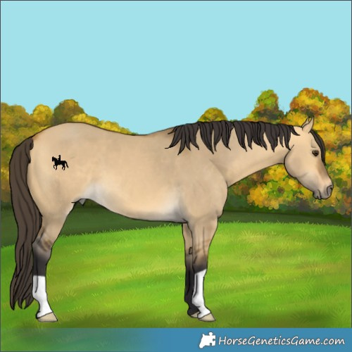 Horse Color:Buckskin Dun 