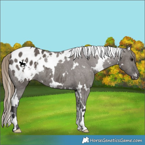Horse Color:White Spotted Smoky Grullo Appaloosa 