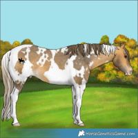 Horse Color:White Spotted Buckskin Tobiano Varnish
