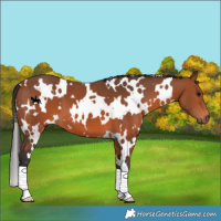 Horse Color:White Spotted Bay 