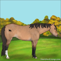 Horse Color:Bay Dun 
