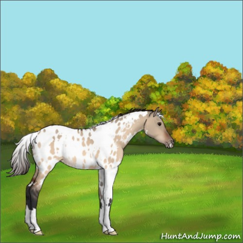 Horse Color:White Spotted Bay Dun Appaloosa 