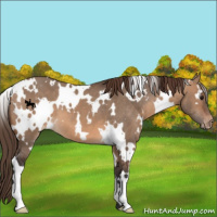 Horse Color:White Spotted Brown Dun Appaloosa 