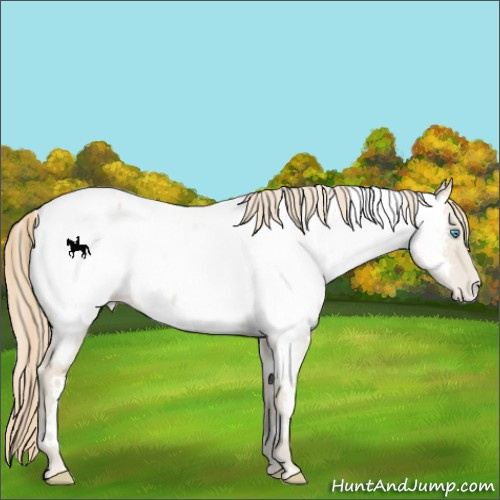 Horse Color:White Spotted Smoky Creme Dun Appaloosa 