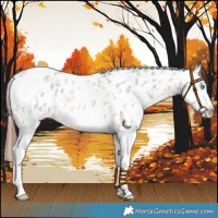 Horse Color:White Spotted Brown Roan Dun Mushroom Splash Appaloosa