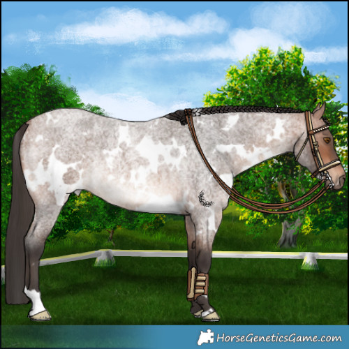Horse Color:White Spotted Bay Roan Mushroom Rabicano 