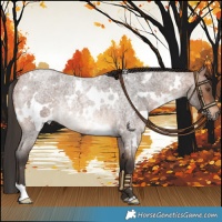 Horse Color:White Spotted Bay Roan Mushroom Rabicano 