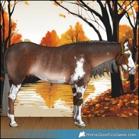 Horse Color:Liver Chestnut Mushroom Sabino Splash Rabicano 