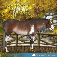 Horse Color:Liver Chestnut Mushroom Sabino Splash Rabicano 