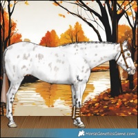 Horse Color:White Spotted Brown Roan Dun Mushroom Leopard 