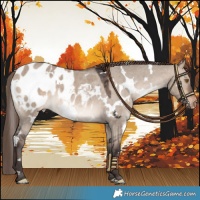 Horse Color:White Spotted Bay Dun Mushroom Blanket Rabicano 