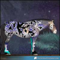 Horse Color:Buckskin Roan Onyx Appaloosa 