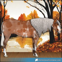 Horse Color:Silver Bay Sabino 