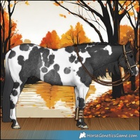 Horse Color:Black Tobiano Rabicano 
