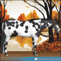 Horse Color:Black Tobiano Frame 