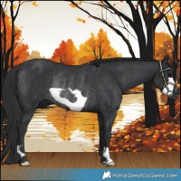 Horse Color:Black Frame Rabicano 