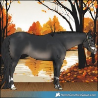 Horse Color:Black 