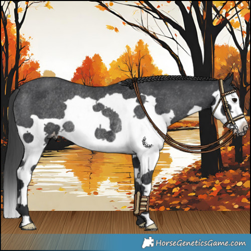 Horse Color:Black Splash Appaloosa Rabicano 