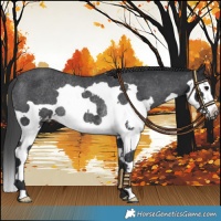 Horse Color:Black Splash Varnish Rabicano