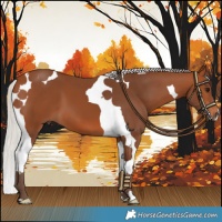 Horse Color:Silver Brown Tobiano 