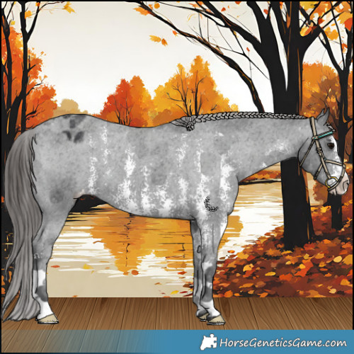Horse Color:Black Sabino Appaloosa 
