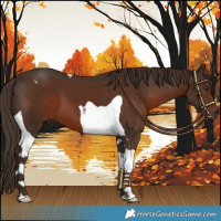 Horse Color:Liver Chestnut Tobiano