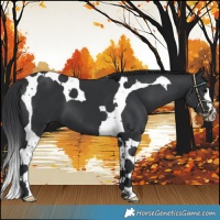 Horse Color:Black Splash Tobiano