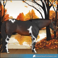 Horse Color:Brown Tobiano 