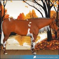 Horse Color:Silver Bay Tobiano