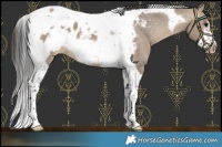 Horse Color:Brown Dun Tobiano Frame Appaloosa 