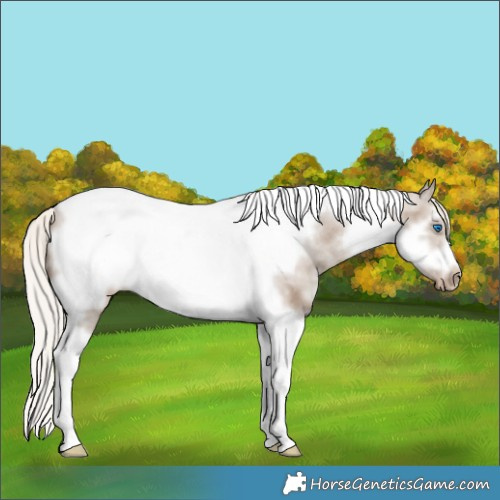 Horse Color:Silver Grullo Sabino Splash Tobiano Frame Appaloosa 