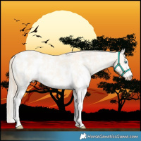 Horse Color:Perlino Dun Sabino 