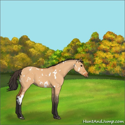 Horse Color:White Spotted Bay Dun 
