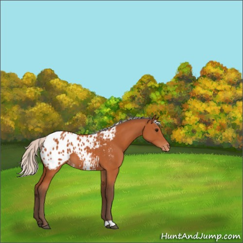 Horse Color:Silver Bay Appaloosa 