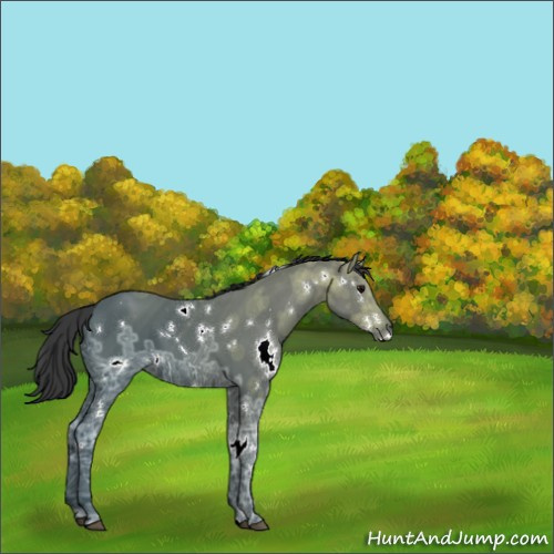 Horse Color:White Spotted Black Ice 