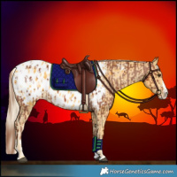 Horse Color:Chestnut Appaloosa  and Palomino Splash Appaloosa 