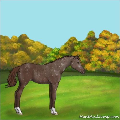 Horse Color:Liver Chestnut Rabicano 