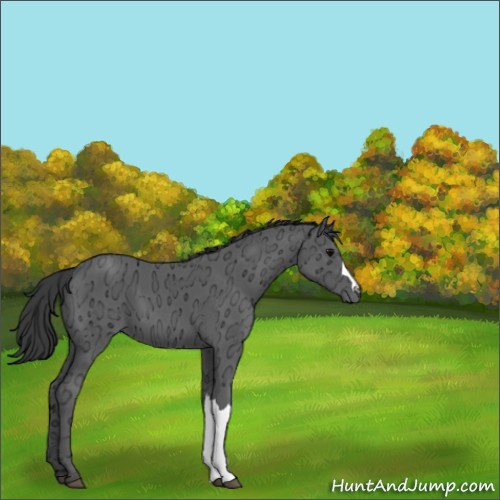 Horse Color:Black Ice 