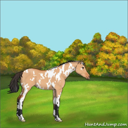 Horse Color:White Spotted Bay Dun 