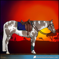 Horse Color:White Spotted Silver Black