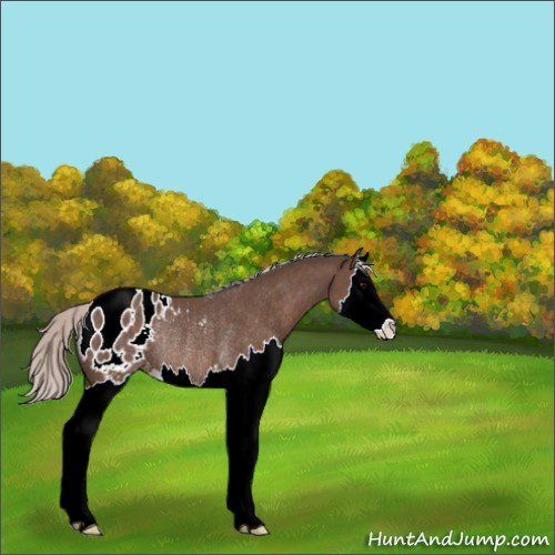 Horse Color:Silver Black Splash Appaloosa Rabicano 