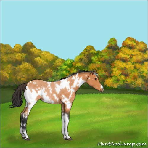 Horse Color:ERROR: UNKNOWN ANOMALY
