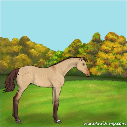 Horse Color:Chocolate Buckskin Dun Sabino 