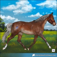 Horse Color:Silver Brown 