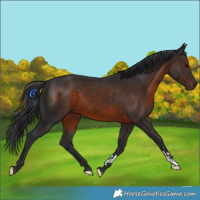 Horse Color:Brown 