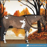 Horse Color:Brown Dun Tobiano 