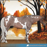 Horse Color:Silver Brown Roan Tobiano 