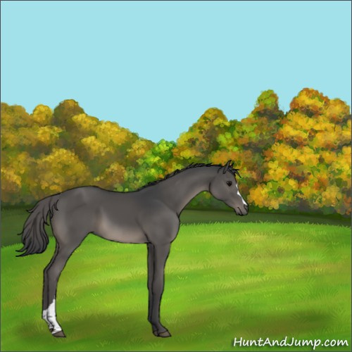 Horse Color:Black 