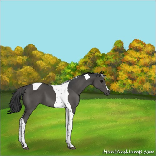 Horse Color:Black Tobiano 